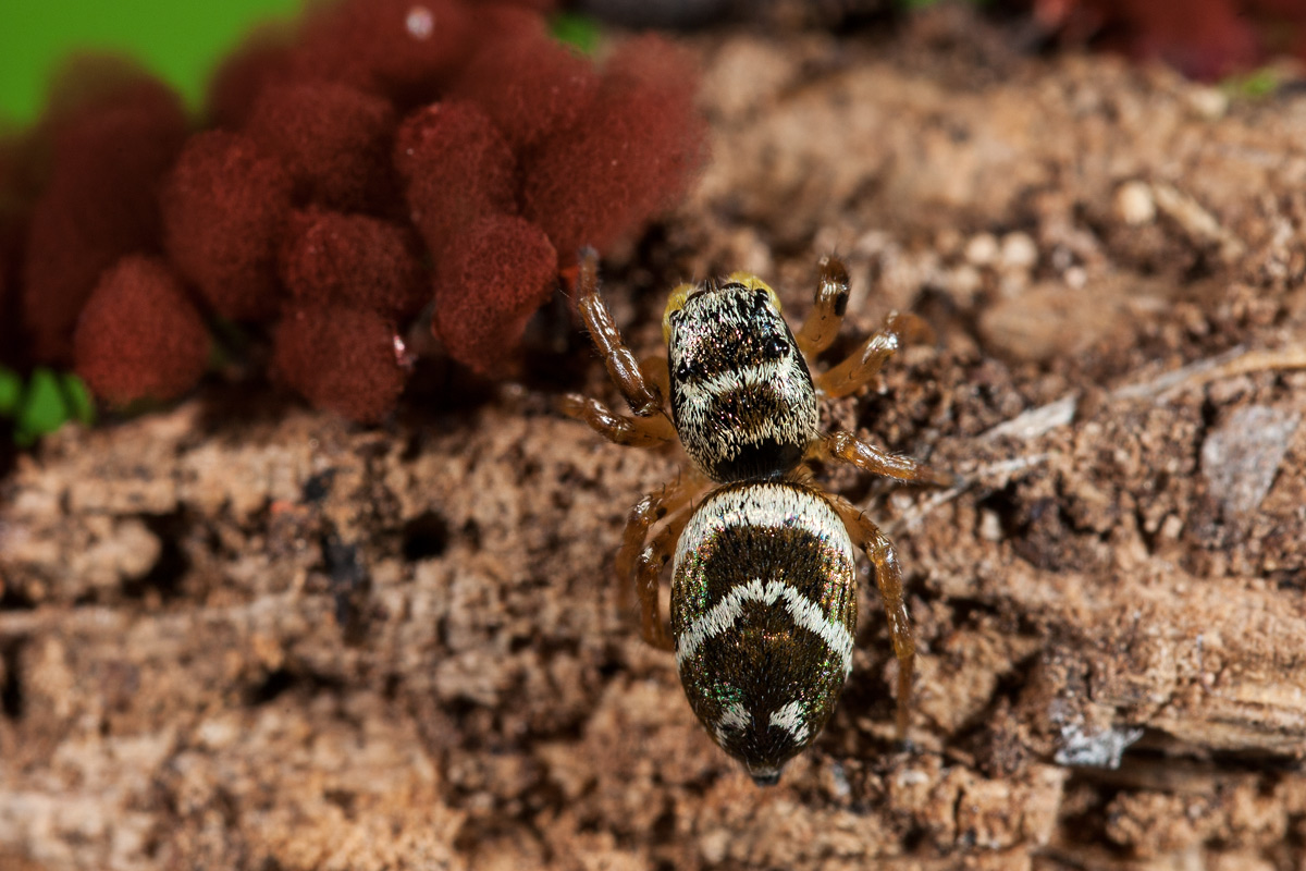 Heliophanus sp. - Follonica (GR)